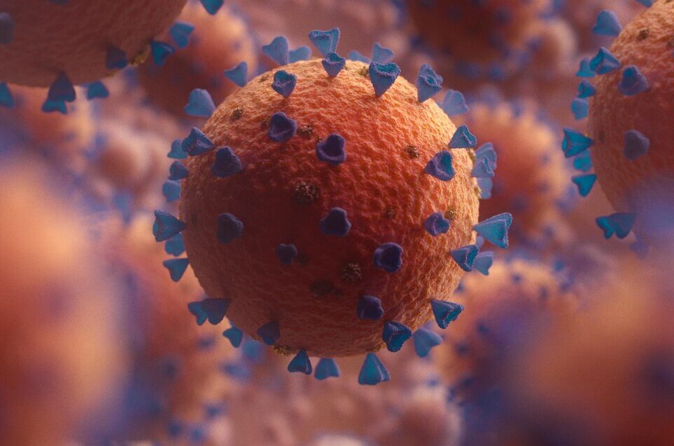 papilloma virus