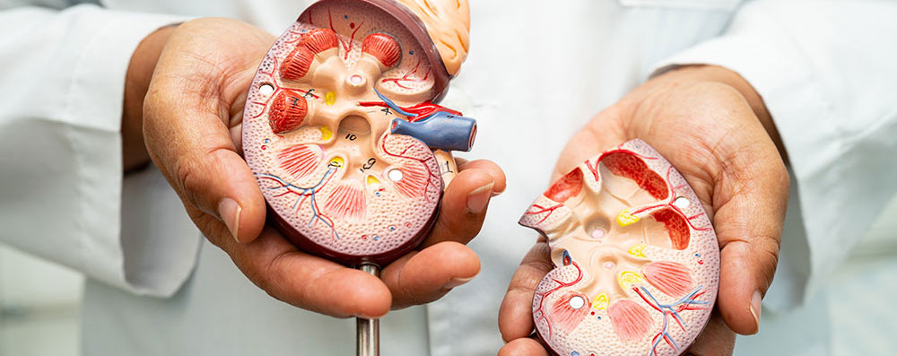 Urologia